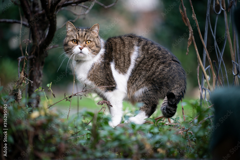 side view of a tabby white british shorthair cat outdoors in nature beside plants looking at camera surprised