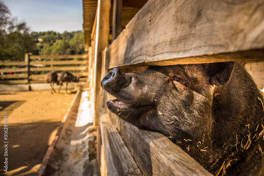 Fototapeta premium Cerdo