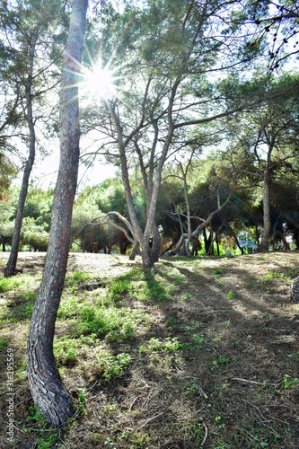 pines tree in the Reina Sofia Dunes park of Guardamar del Segura beach, Alicante. Spain. Europe. photo