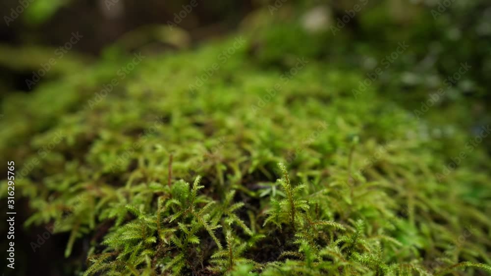 Moss and plants growing on a rotting log