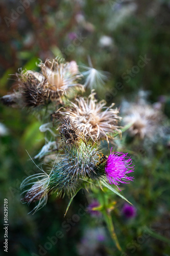 Thistle Flowers on Summer Meadow