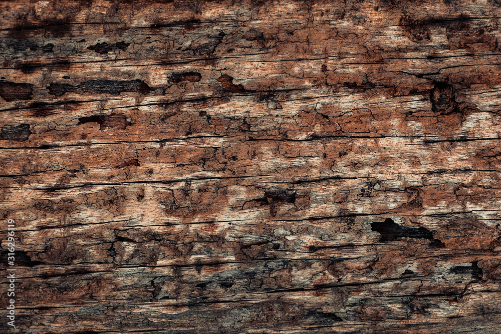 Tree bark texture background. natural surfac Tree bark texture background. natural surfac