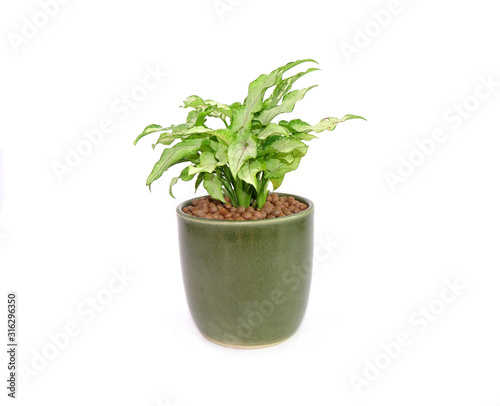 Arrowhead plant in green ceramic pot Isolated on white background. Commonly cultivated as a houseplant. Common names include: arrowhead vine, arrowhead philodendron, goosefoot, African evergreen.