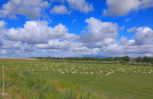 Many sheep are eating grass under the blue sky and white clouds