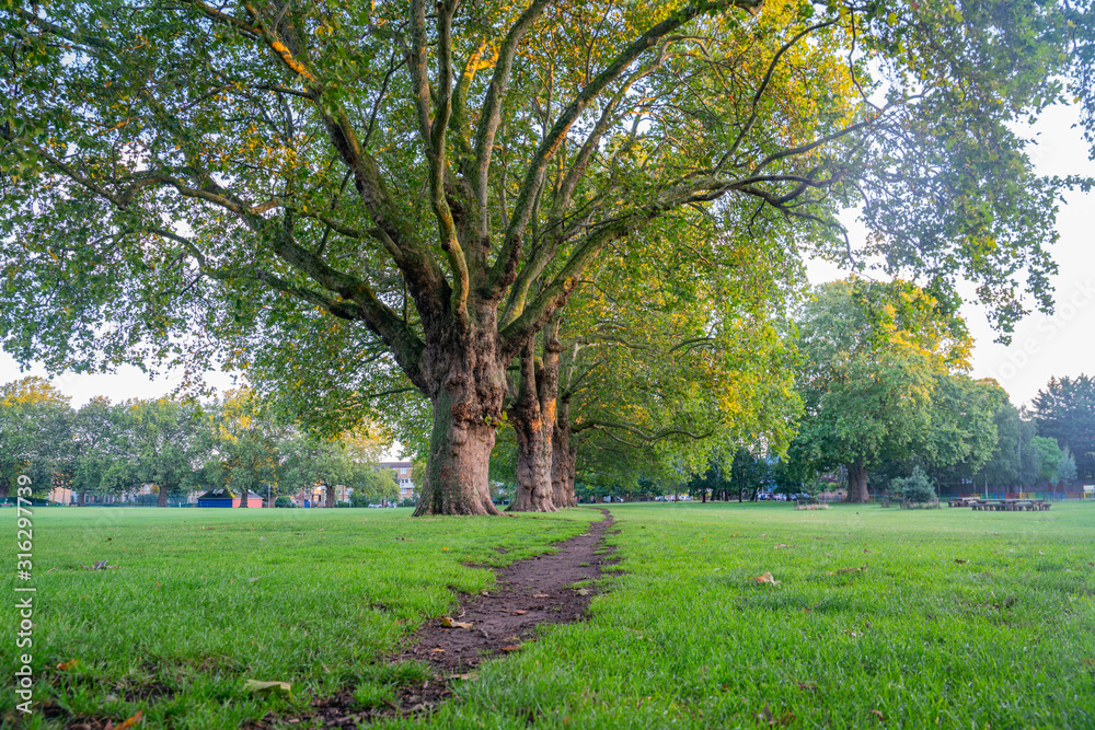 Walkers track worn in grass under row of plane trees