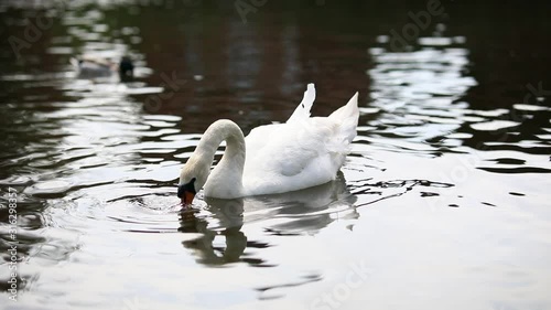 single swan swimming in the water alone. photo