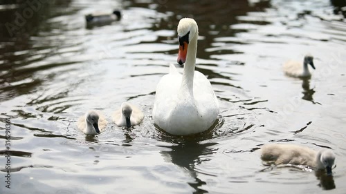 Swan and her young swimming in the water. photo