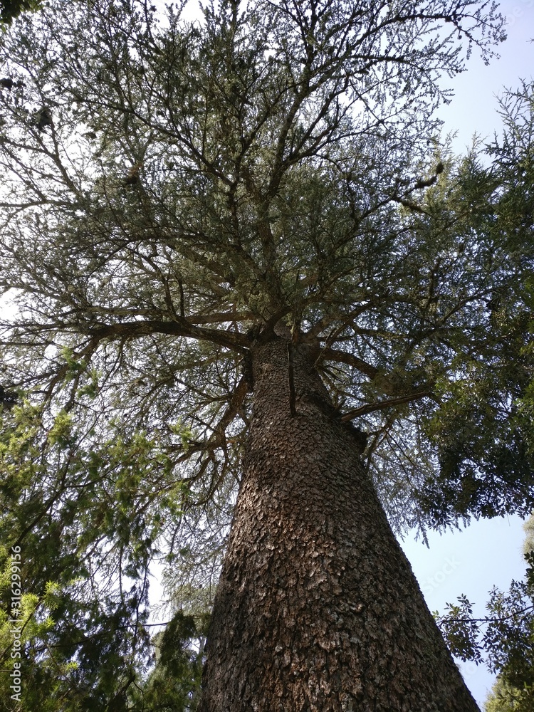 Fototapeta premium tree in park