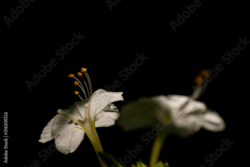 FLOR BLANCA ABIERTA EN LA NOCHE SOBRE UN FONDO OSCURO