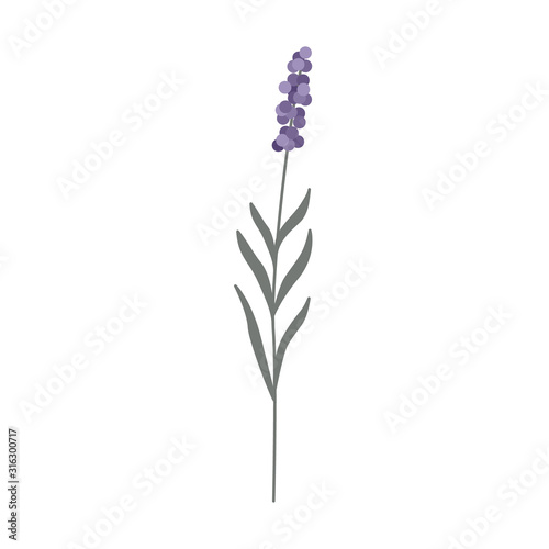 Canvas Print Elegant lavender flower in pastel colors isolated on a white background
