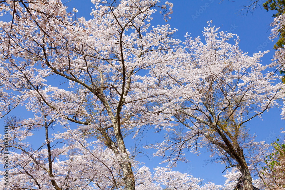 満開の桜、山梨県富士吉田市孝徳公園にて 満開の桜、山梨県富士吉田市孝徳公園にて