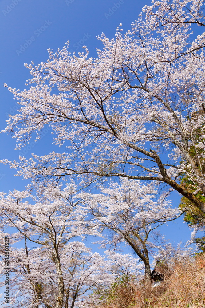 満開の桜、山梨県富士吉田市孝徳公園にて 満開の桜、山梨県富士吉田市孝徳公園にて