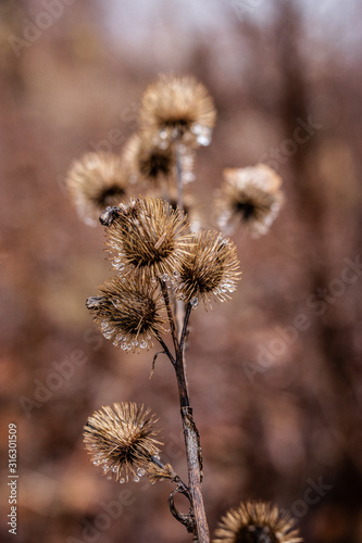 thistle in field