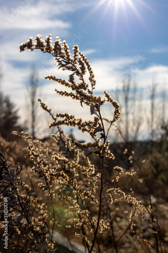 dried winter flowers in field