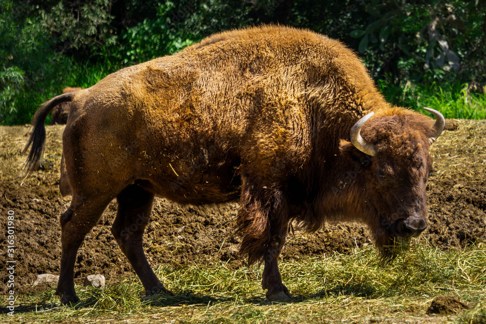 Fototapeta premium Bisonte