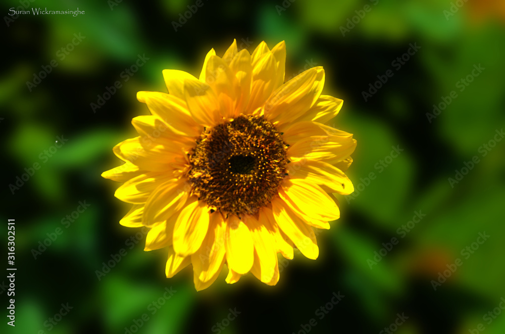 Fototapeta premium sunflower in garden