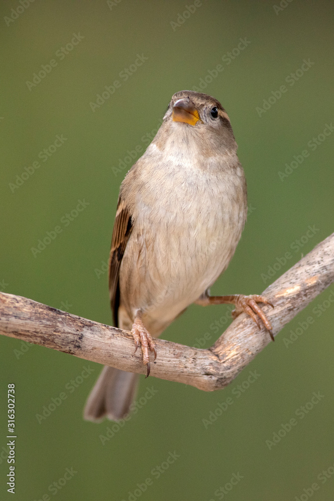 Naklejka premium House sparrow at bakcyard home feeder