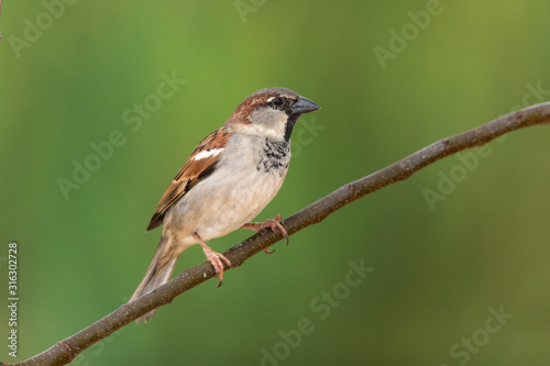 House sparrow at bakcyard home feeder