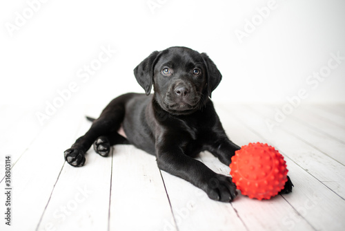Photography Black Labrador retriever puppy on a white background with a red ball