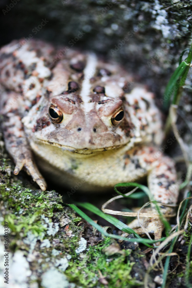 Fototapeta premium toad in the grass