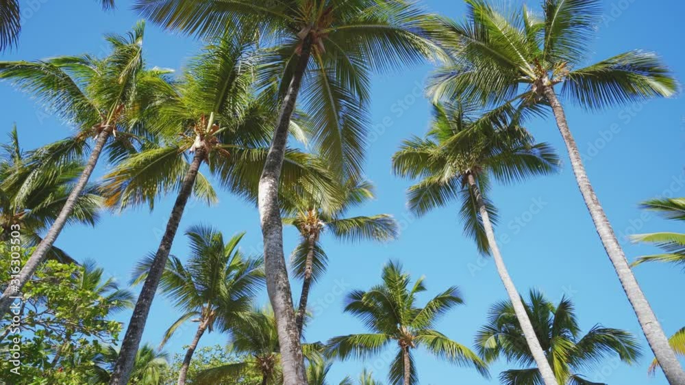 Coconut palm trees on tropical beach against blue sky Coconut palm trees on tropical beach against blue sky