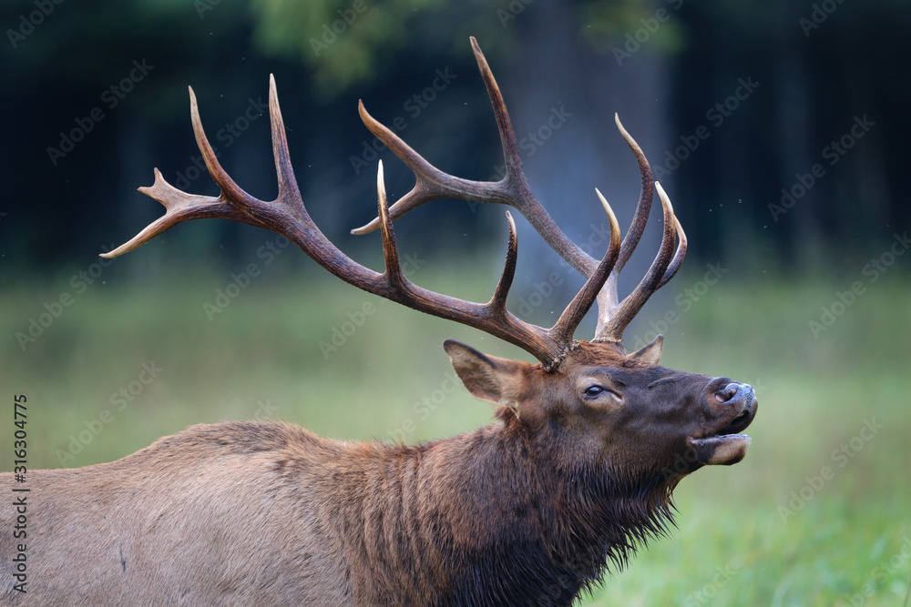 Fototapeta premium Strong male elk calls for females in North Carolina