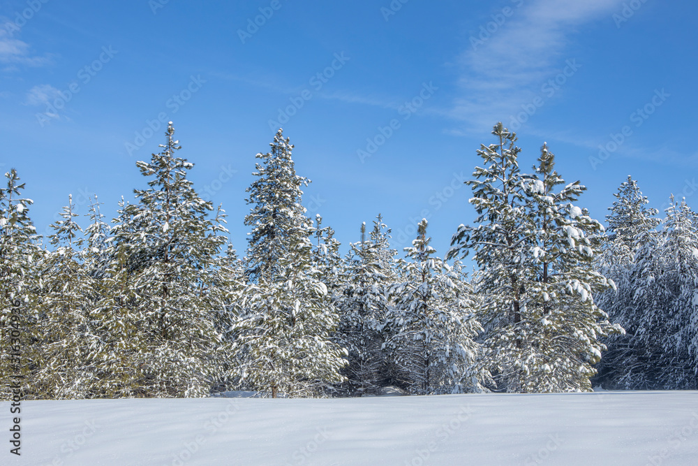 Snow covered trees under a blue sky.
