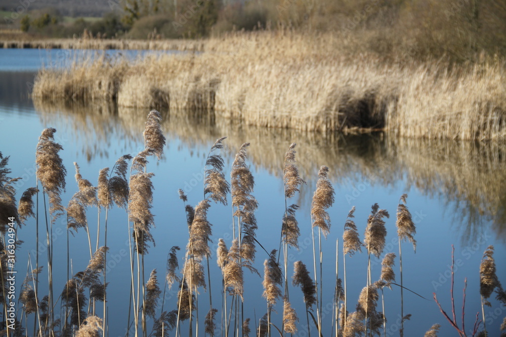 Madine lake natural reeds landscape