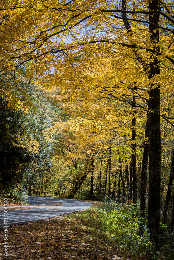 Yellow trees of Autumn in North Carolina mountains