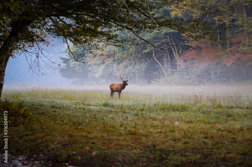 Valokuva Young male elk with mist and fall color