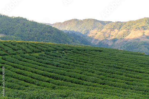 Green tea plantations on the hilltop of Chiang Rai Province , Thailand landscape view Nature background
