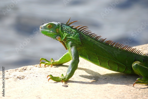 A green iguana by the bay near Fort Lauderdale Beach  Florida  U.S.A