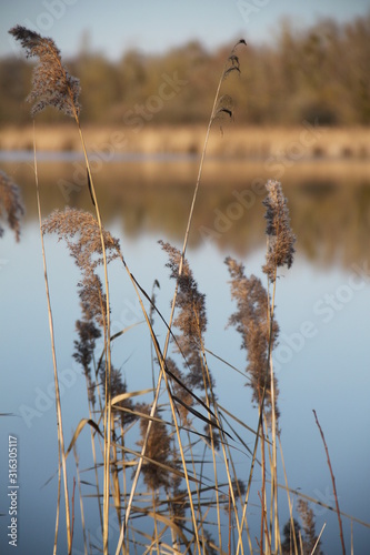 Madine lake natural reeds landscape