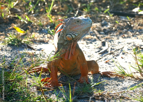 A red iguana on the ground near Dania Beach, Florida, U.S.A photo