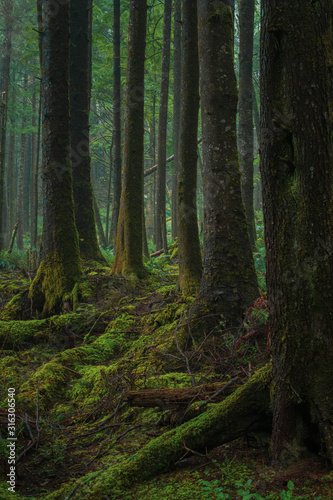 Lush Green Moss Covered Trees and Vegetation in Dense Fertile Rainforest 