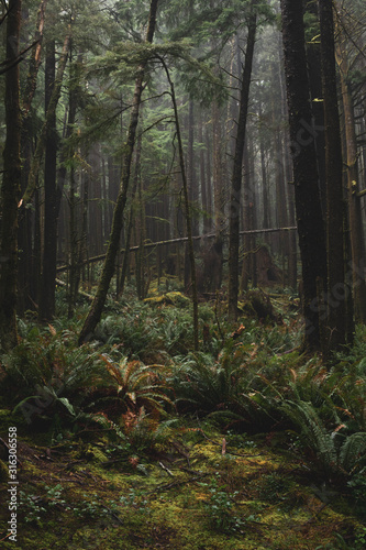 Fototapeta Naklejka Na Ścianę i Meble -  Deep Dark Lush Green Dreamy Coastal Rainforest 