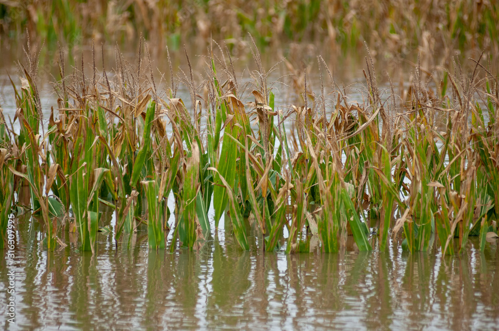 Obraz premium Water floods a cornfield in Iowa.