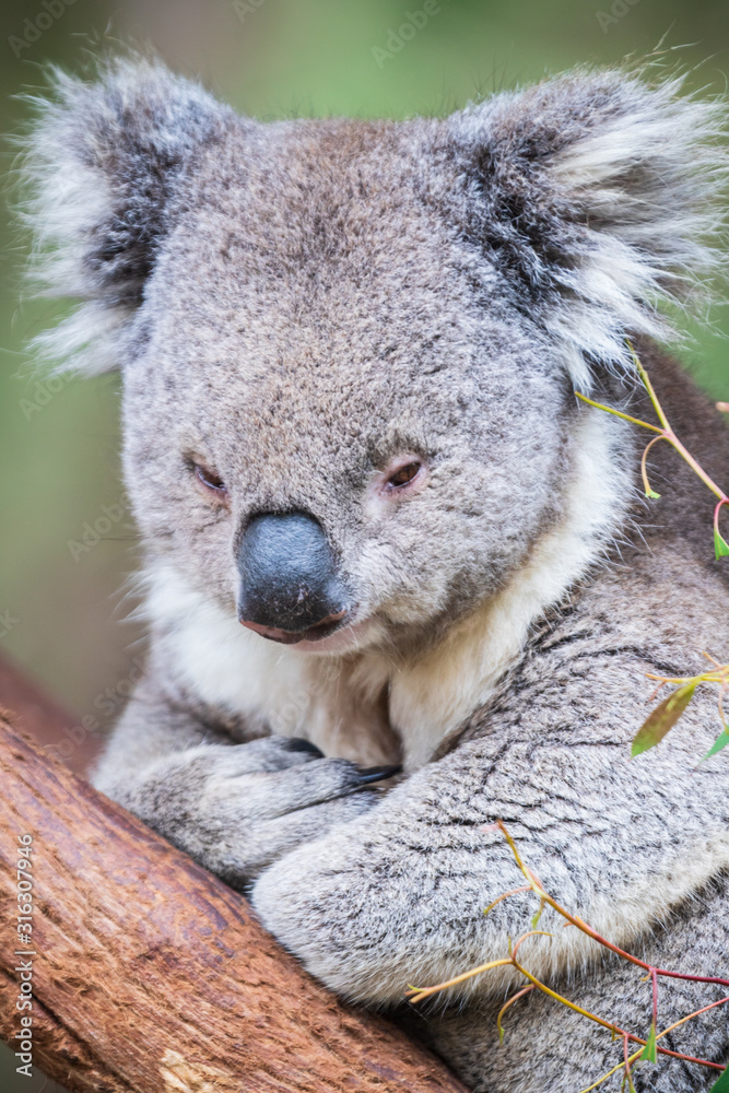 Obraz premium Koala close up in Healesville Sanctuary, Melbourne
