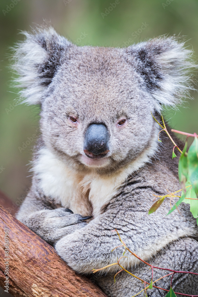 Fototapeta premium Koala close up in Healesville Sanctuary, Melbourne