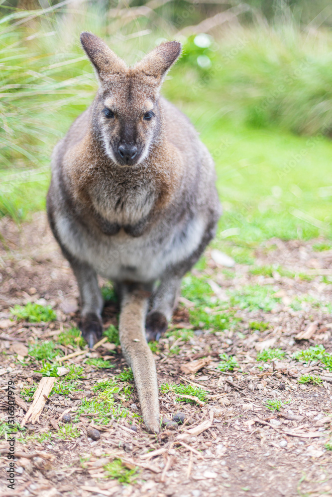 Close encounter with a Wallaby