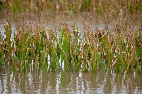 Water floods a cornfield in Iowa.