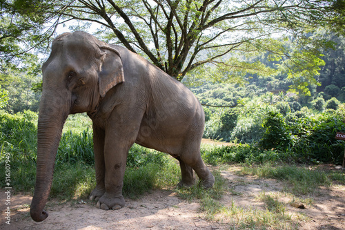 Thai elephants in the forest in the northern part of the country