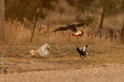 black backed magpie and long billed corella fighting © Sophie