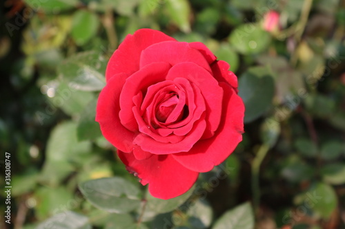 red rose in the garden