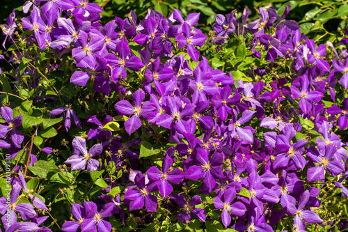 Close up in spring in April, purple lilac flowers close-up with a wonderful aroma on a branch of a lilac tree in the garden
