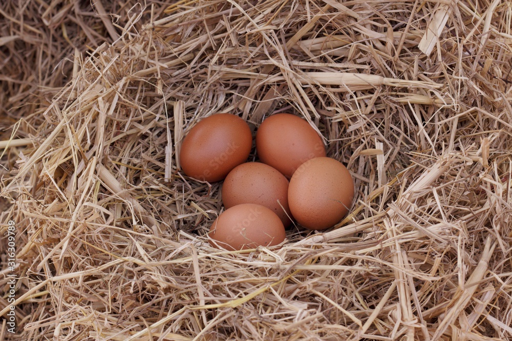 5 chicken eggs placed in a nest that is a straw