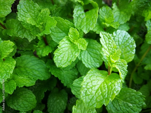 Close up fresh mint leaves in the garden.