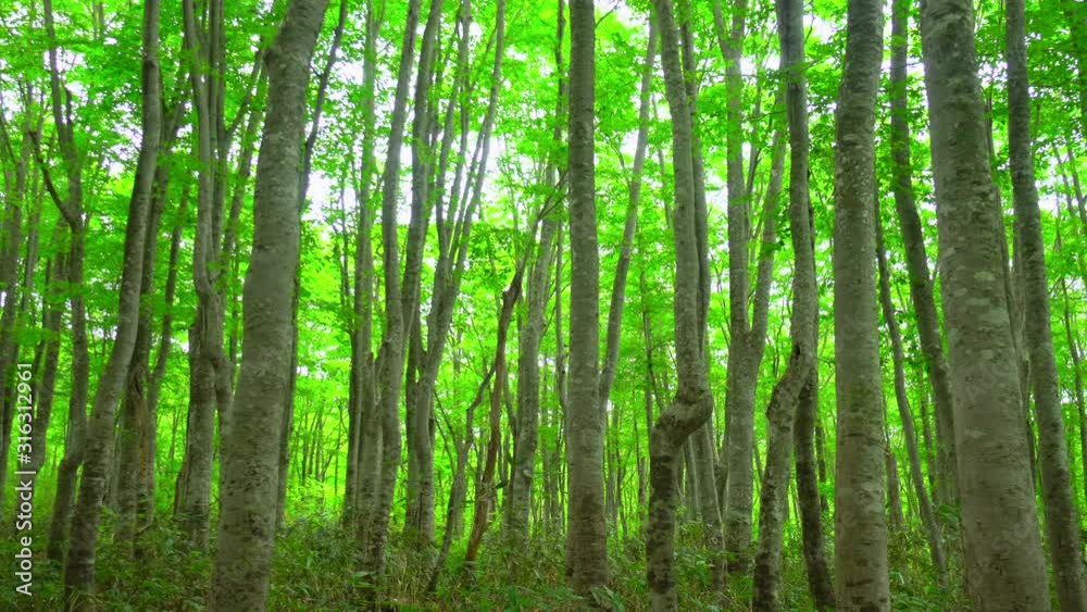 green springtime in a beech forest green springtime in a beech forest