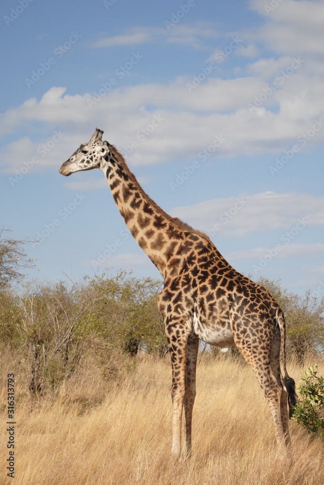 Giraffe chilling in thesavannah sun, in Kenya, Africa.