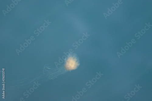 Little Jellyfish swiming through the blue ocean © LAURA
